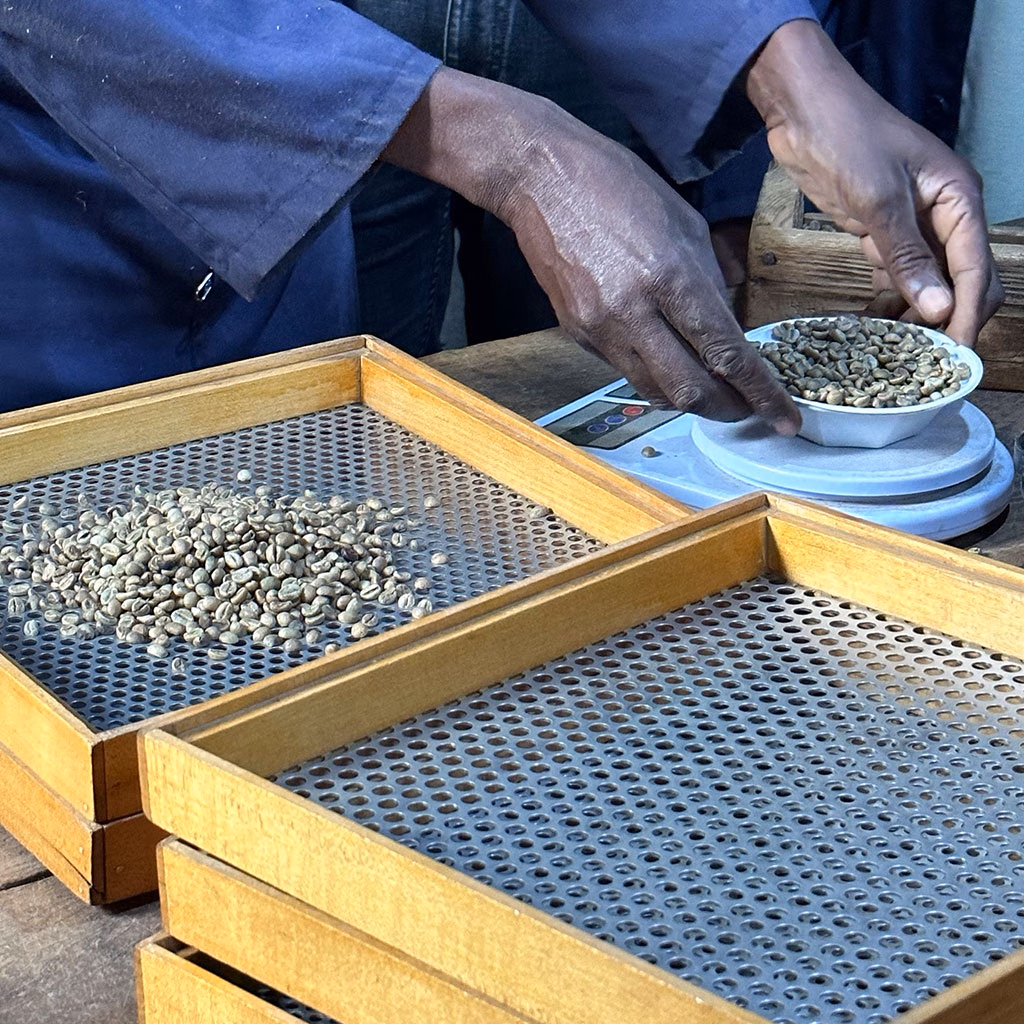 Kaffeebohnen liegen auf einem Sieb, im Hintergrund halten zwei Hände eine Schale Kaffeebohnen