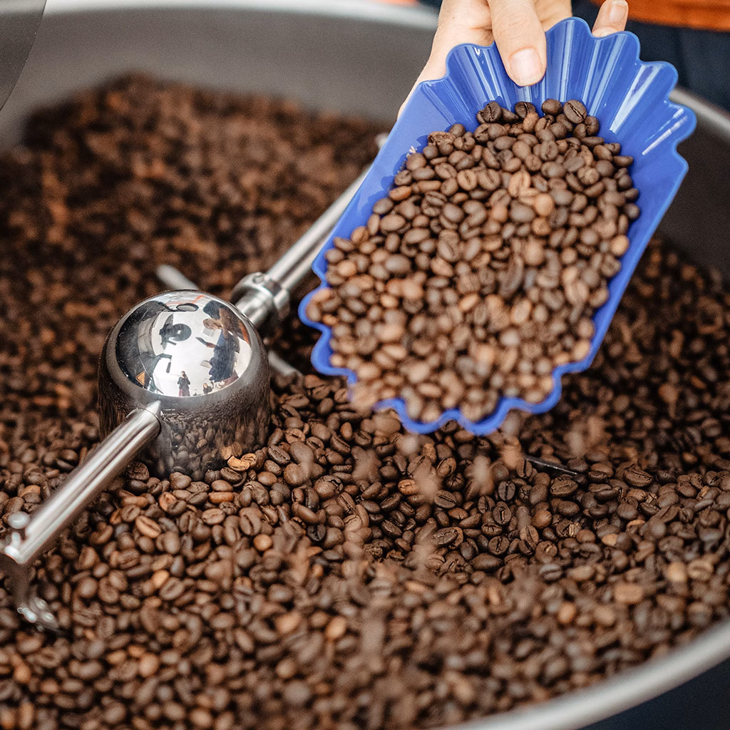 Eine Schale mit Kaffeebohnen wird in eine Rösttrommel gegossen