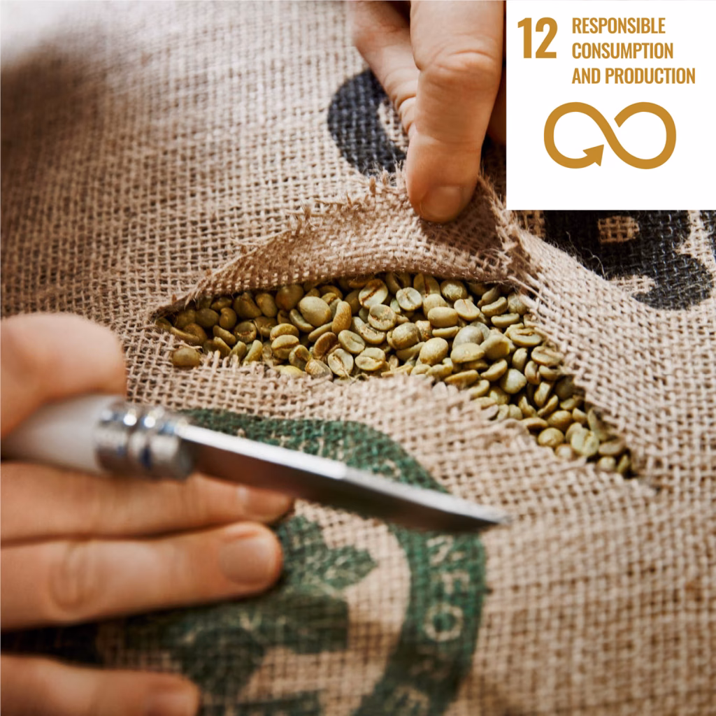 Close-Up-Foto: grüne Kaffeebohnen in einem aufgeschnittenen Kaffeesack mit Händen am Foto